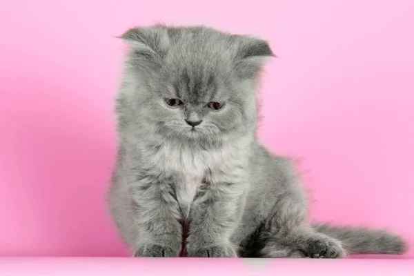 Lindo gatito raza Selkirk Rex color gris sobre fondo rosa en S —  Fotos de Stock