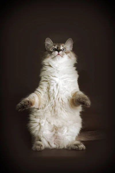 Jovem gatinho Neva mascarada está sentado em suas patas traseiras em um br — Fotografia de Stock