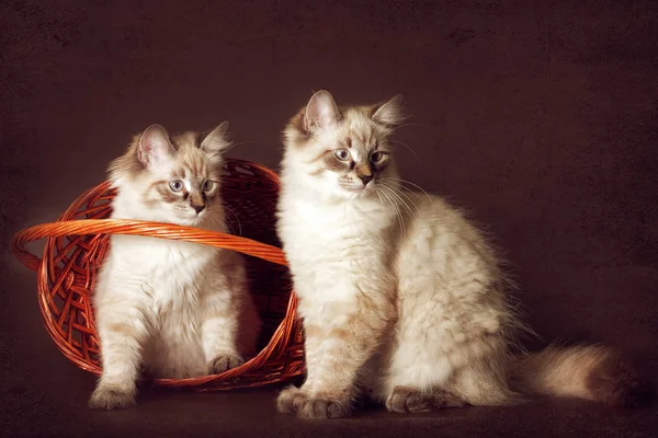 Dwa słodkie kitten Neva masquerade siedzi w koszyku, zerkające o Obraz Stockowy