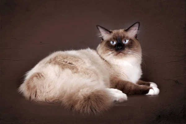 Piękny kot rasy Neva masquerade na brązowym tle w Obrazek Stockowy