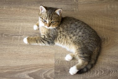 Ahşap arka plan üzerinde yavru kedi