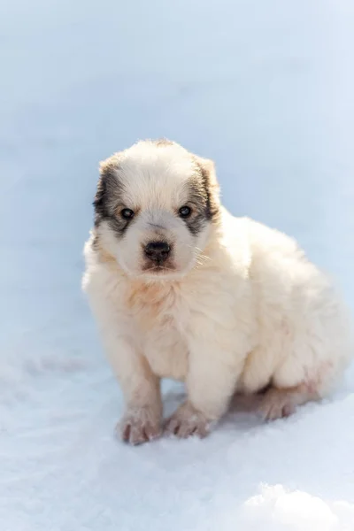 Puppy in de sneeuw zitten en kijken naar de camera — Stockfoto