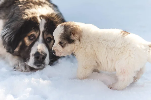 Dog mom puppy sad looks at puppy in winter