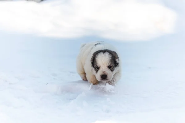 Cute puppy runs on snow — Stock Photo, Image