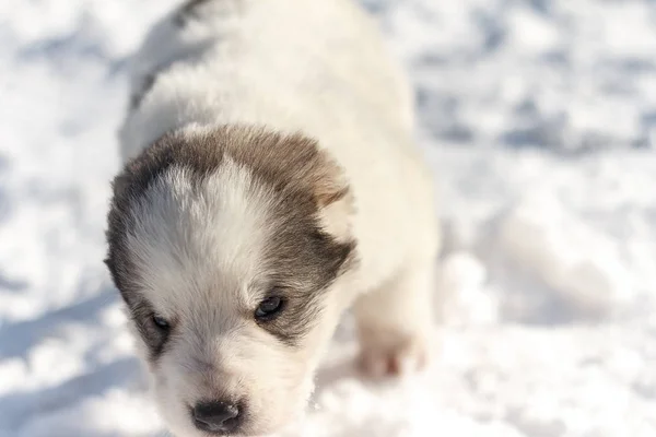 Cucciolo nella neve — Foto Stock