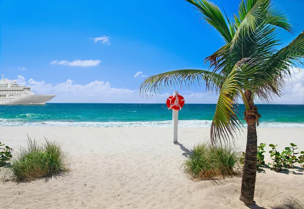 Strand met een palmboom — Stockfoto