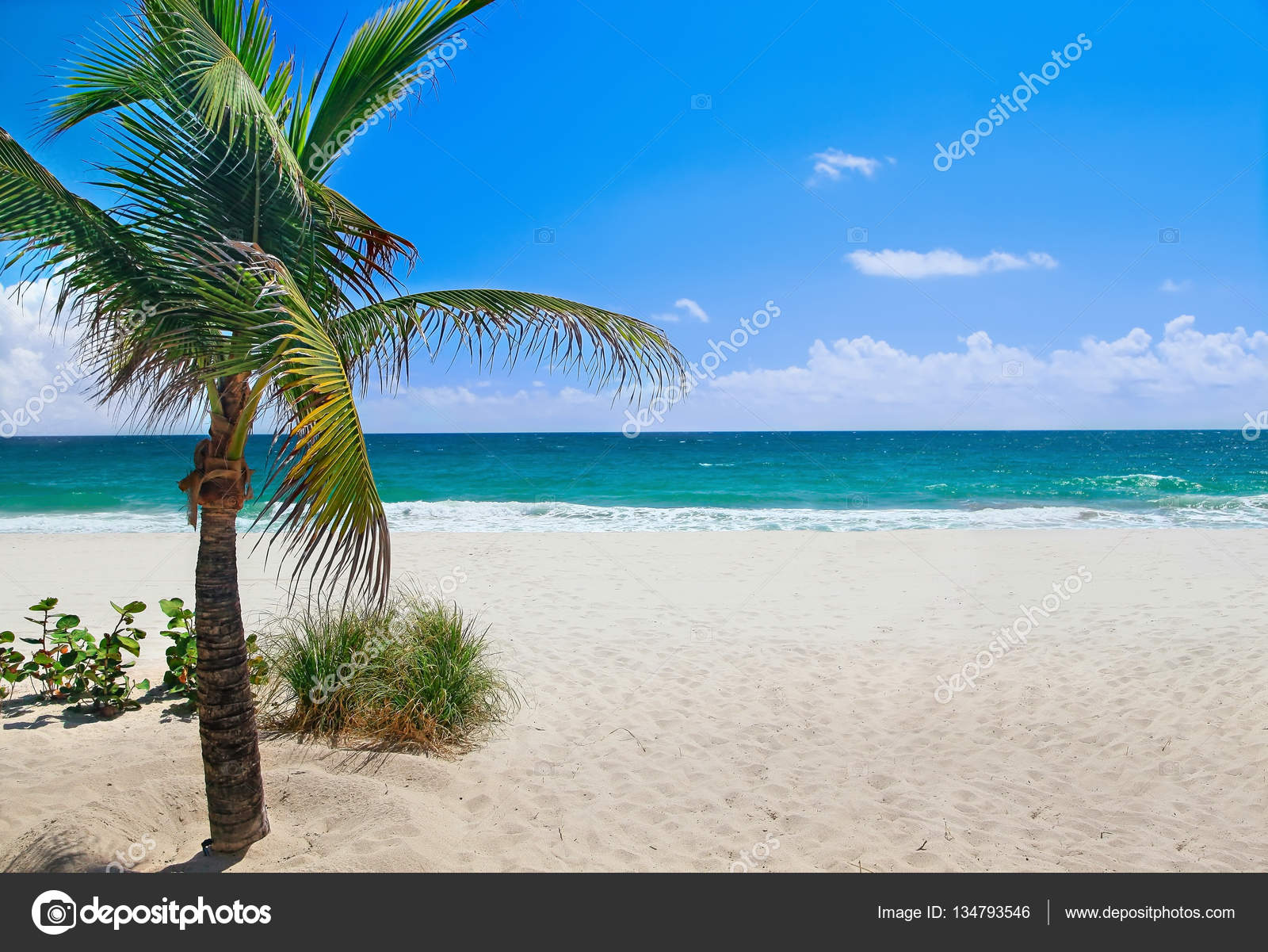Plage Avec Palmier Photographie Ml12nan 134793546