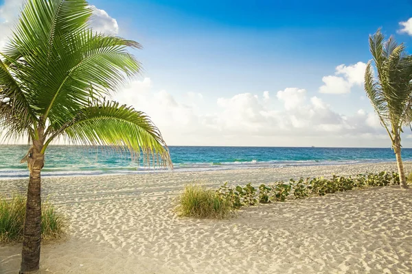 Playa con palmeras — Foto de Stock