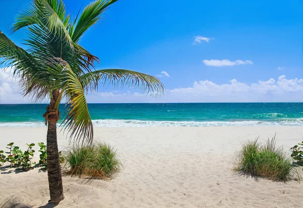 Stranden med palm tree — Stockfoto