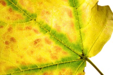 Yaprakların üzerine dokular