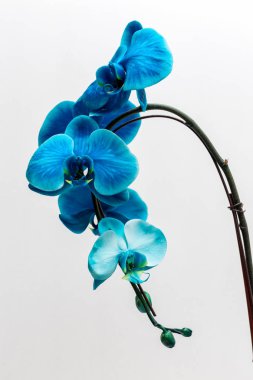 Mavi orkide