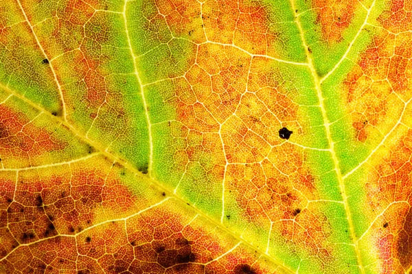 Текстуры на листьях — стоковое фото