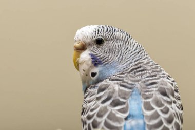 Güzel bir muhabbet kuşu