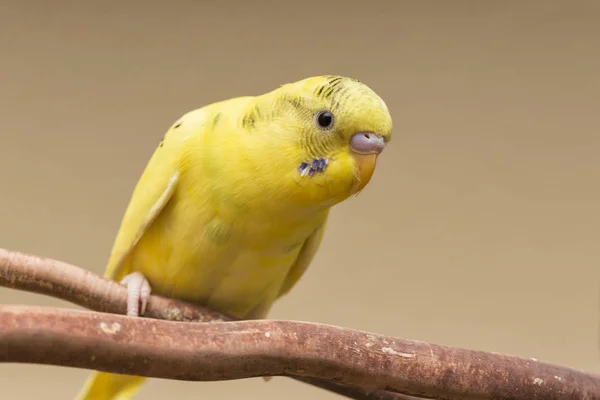Egy gyönyörű papagáj — Stock Fotó