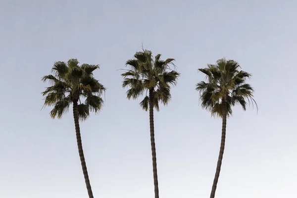 Trzy palmy — Zdjęcie stockowe