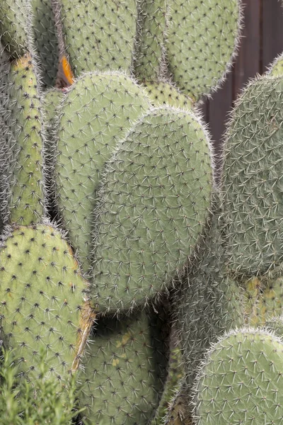 Le cactus vert — Photo