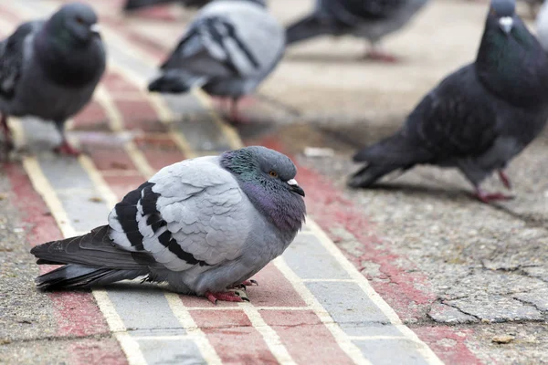 Klippduvan — Stockfoto