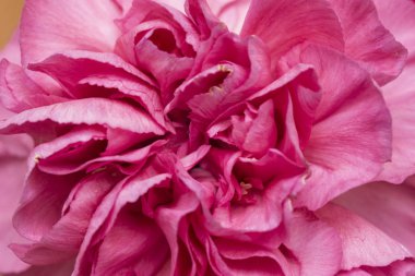 Pembe çiçek ayrıntılarını