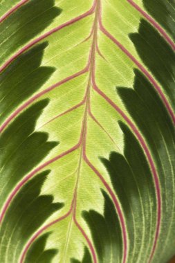 bir yaprak ayrıntılarını