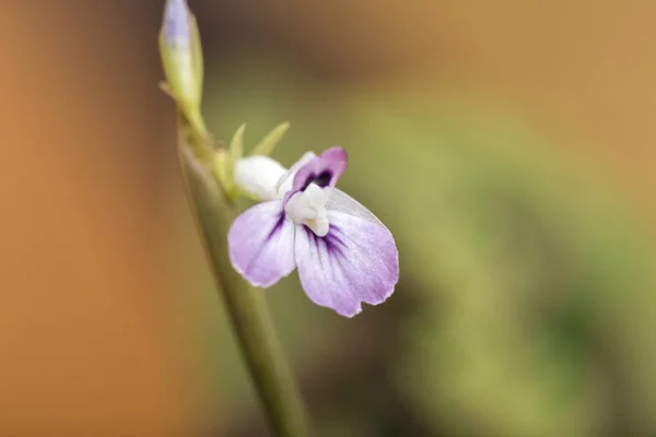 Die Winzige Lila Blume — Stockfoto