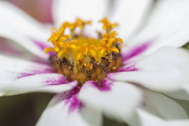 bir çiçeğin Merkezi