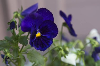 Yaz aylarında güzel hercai menekşe