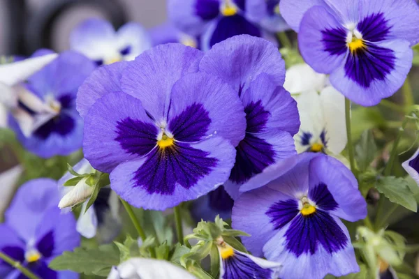 Beautiful Pansies Summer — Stock Photo, Image