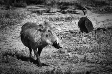 Warthog siyah ve beyaz