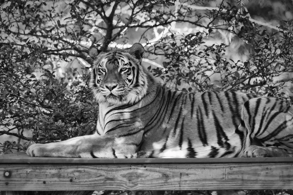 A Tiger Portrait in Black and White