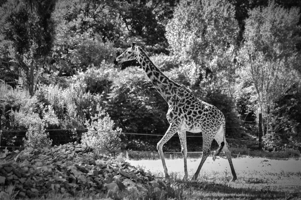 The Giraffe Black and White