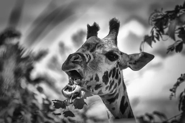 Zürafa Siyah Beyaz — Stok fotoğraf