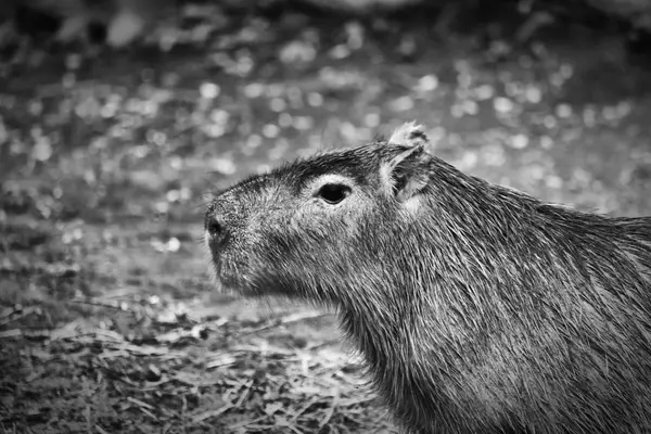 Capybara Чорно Білі — стокове фото
