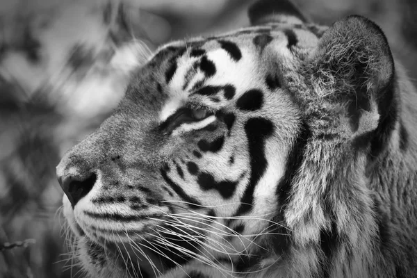 Retrato Tigre Blanco Negro —  Fotos de Stock