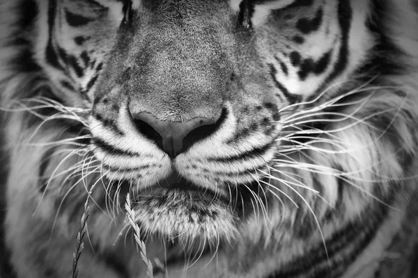 Portrait Tigre Noir Blanc — Photo