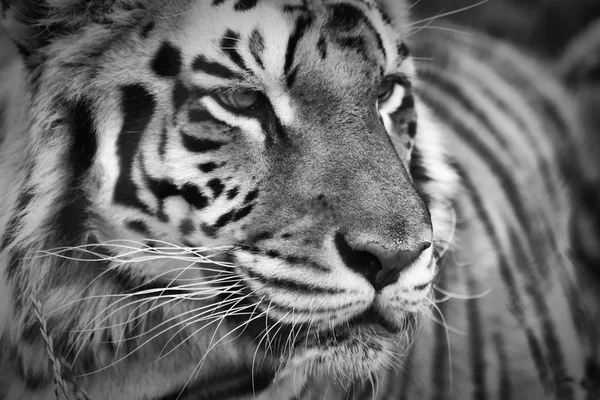 Portret Tiger Czerni Bieli — Zdjęcie stockowe