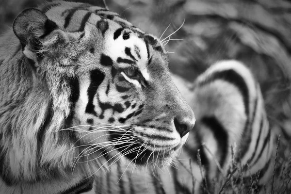 Retrato Tigre Blanco Negro —  Fotos de Stock