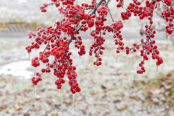 Frozen Red Fruit — Stock Photo, Image