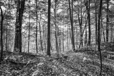 Ormanda Siluet Ağaçlar Siyah ve Beyaz