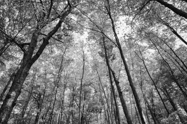 Ormanda Siluet Ağaçlar Siyah ve Beyaz