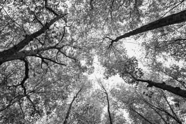 Ormanda Siluet Ağaçlar Siyah ve Beyaz
