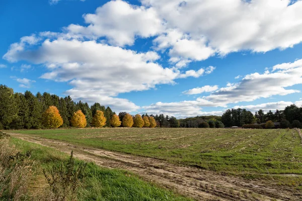 Vacker Eftermiddag Hösten Massachusetts — Stockfoto
