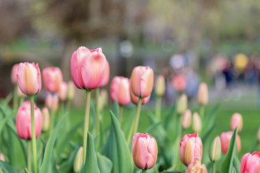 Güzel laleler Bir Bahar Öğleden Sonra
