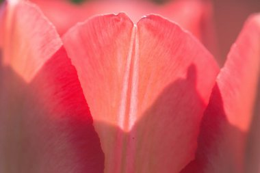 Güzel laleler Bir Bahar Öğleden Sonra