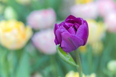 Güzel laleler Bir Bahar Öğleden Sonra