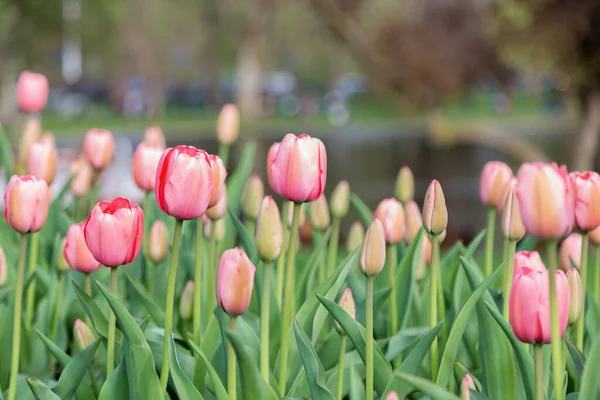 Belles Tulipes Sur Après Midi Printemps — Photo