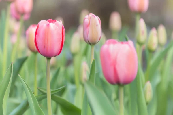 Belles Tulipes Sur Après Midi Printemps — Photo