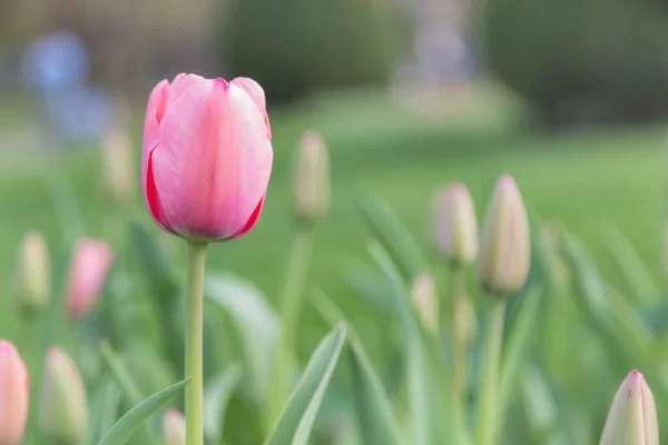 Belles Tulipes Sur Après Midi Printemps — Photo