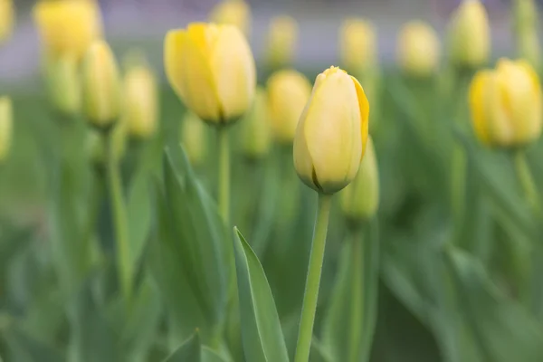 Belles Tulipes Sur Après Midi Printemps — Photo