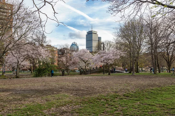 Cherry Blossom Boston City — Stock Photo, Image