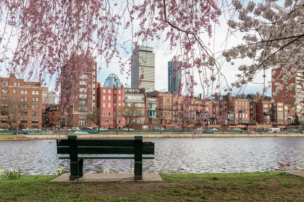 Cherry Blossom in Boston City